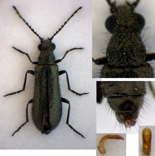 Dasytes aeneiventris